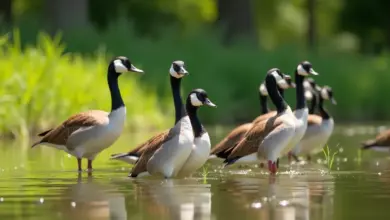 indický běžec vejce a jeho chov – Vše o chovu indického běžce a jeho vejcích