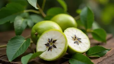 ačokča léčivé účinky a použití – Léčivé účinky a využití ačokči: průvodce zdravím a kuchyní