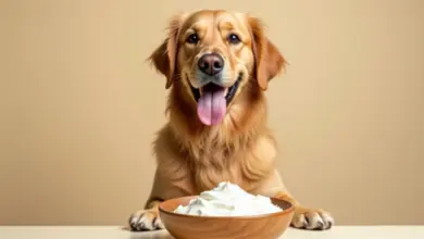 může pes bílý jogurt jako pamlsek – Je bílý jogurt bezpečný pamlsek pro psa a jak ho podávat správně