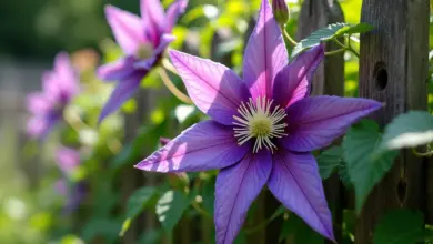 clematis montana jak pěstovat a ošetřovat - Jak správně pěstovat a ošetřovat Clematis Montana