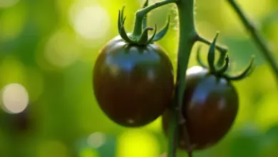 černá rajčata jak je pěstovat - Pěstování černých rajčat: krok za krokem pro bohatou úrodu