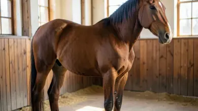 achaltekinský kůň chov a péče - Průvodce chovem a péčí o achaltekinského koně