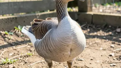 husa labutí chov a péče o ptáky - Husa labutí: kompletní průvodce chovem a péčí o ptáky