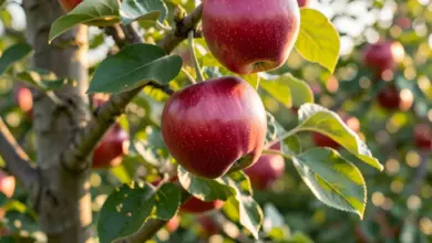 malus domestica pěstování a odrůdy - Jak pěstovat jabloň Malus domestica a které odrůdy zvolit