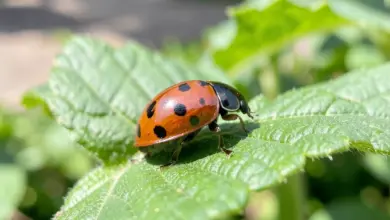 pestřenka larva jak ji chovat - Jak chovat larvu pestřenky: kompletní návod a tipy