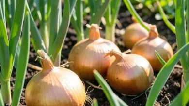 pěstování cibule jak na to - Jak na pěstování cibule: praktický návod pro zahradníky