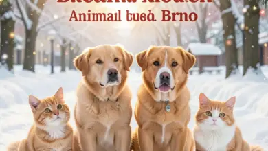 útulek brno jak pomoci - Jak efektivně pomoci útulku v Brně