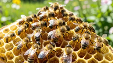 den včel jak ho oslavit - Den včel - ilustrační foto