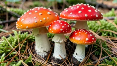 jedovatá houba jak ji rozpoznat - Jedovatá houba - ilustrační foto