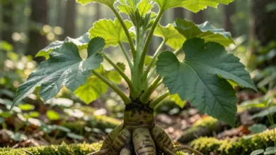 mandragora lékařská co to je a jak ji používat - Mandragora lékařská - ilustrační foto