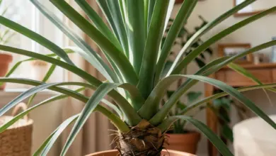 Juka yucca elephantipes péče a pěstování - ilustrační foto