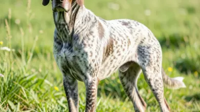 Pointer vrcholový stavěcí lovecký pes - ilustrační foto