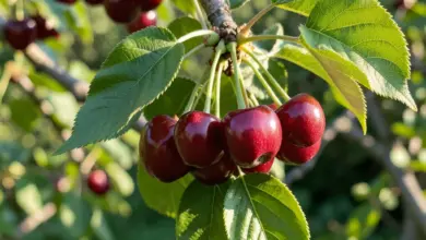 Třešeň prunus avium pěstování a péče - ilustrační foto