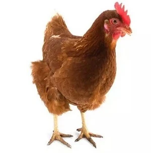 Hnědá slepice ISA na bílém pozadí