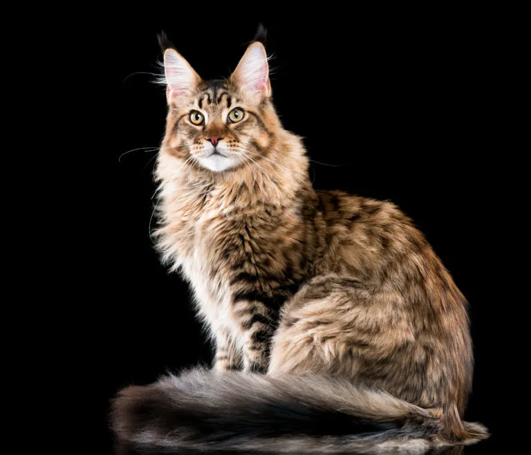 Maine Coon kočka s hustou srstí na černém pozadí