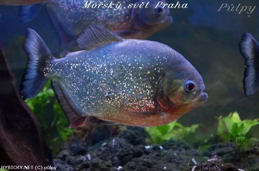 Piranha plave v akváriu s rostlinami na pozadí.