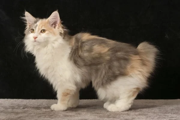 Kurilský bobtail chrt s krátkým ocasem stojí na šedé ploše.