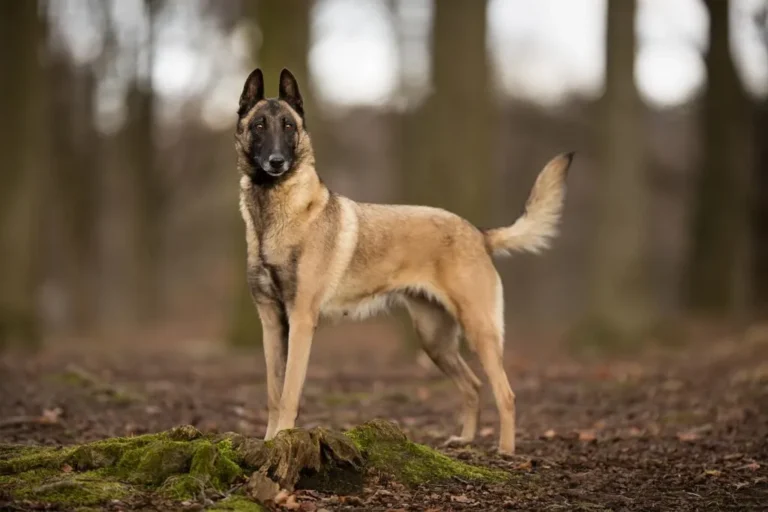 Belgický ovčák malinois v lesu