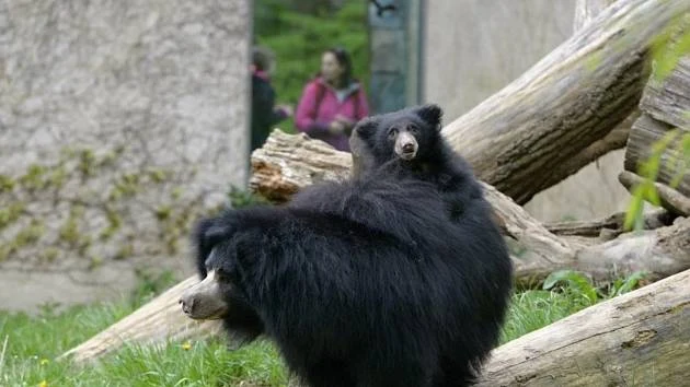 Medvěd pyskatý v zoo s návštěvníky za sklem.