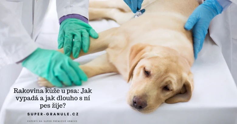 Veterinář zkoumá psa s podezřením na rakovinu kůže.