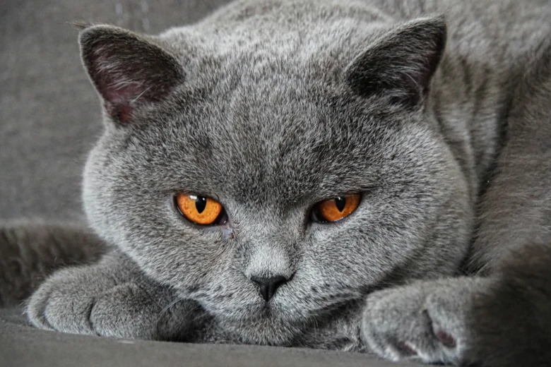 Šedá kočka s oranžovýma očima, plemeno britská krátkosrstá