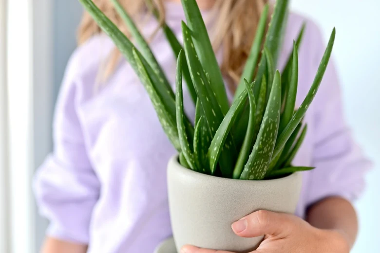 Osoba drží květináč s rostlinou aloe vera.