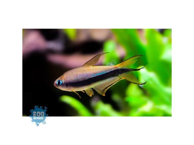 Neon tetra plavející v akváriu s zelenou vegetací.