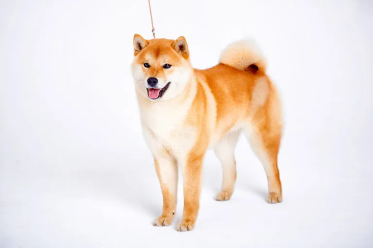 Japonský pes šiba inu na bílém pozadí