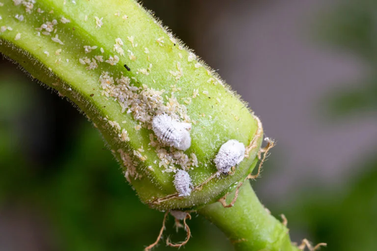 Mealybugs on plant stem
