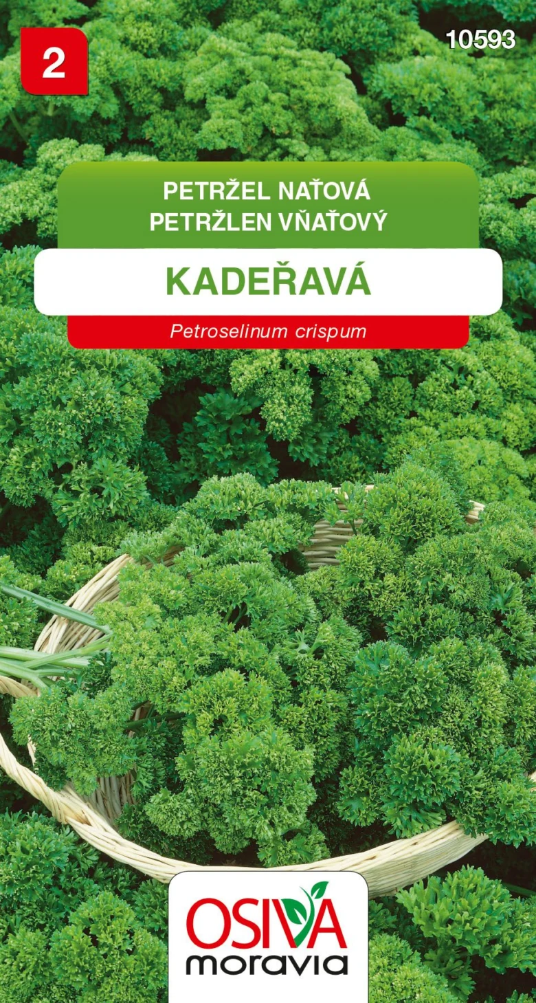 Čerstvá petržel kadeřavá v košíku, odrůda pro zahrady.