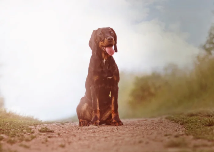 Černý doberman sedí na cestě s jazykem venku.