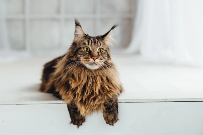 Maine Coon kočka s hustou srstí sedící na bílém povrchu