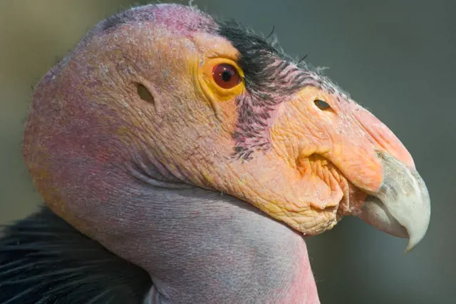 Detail hlavy hrozného supa s růžovou kůží a ostrým zobákem