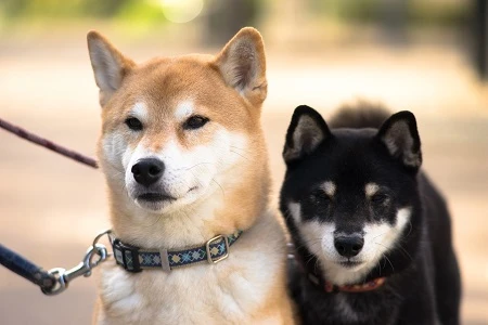 Dva japonské psi plemene šiba inu na vodítku venku.