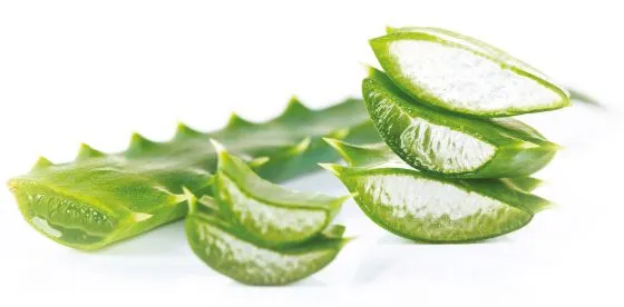 Čerstvé listy aloe vera s viditelným vnitřním gelem.