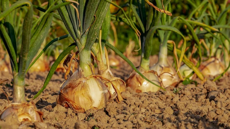Mature red onions growing in a garden bed.