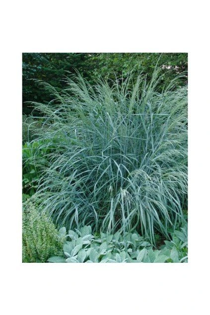 Ornamentální tráva Panicum virgatum v zahradě.