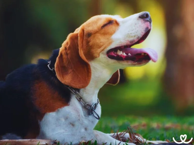 Šťastný beagle ležící na trávě venku