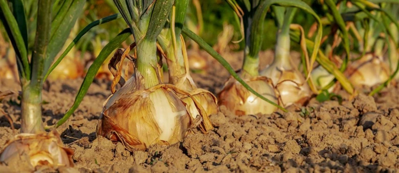 Mature onions growing in a garden bed ready for harvest.