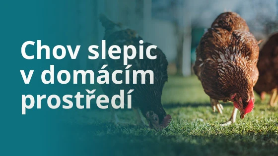 Slepice hnízdí na trávníku v domácím prostředí