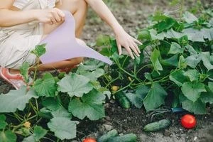 Žena zalévá okurky rostoucí na vinicích v zahradě.