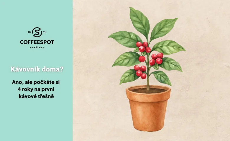 Ilustrace kávovníku v hrnci s červenými plody.