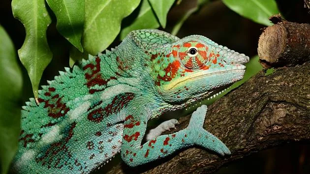Zelený chameleon s červenými skvrnami na větví.