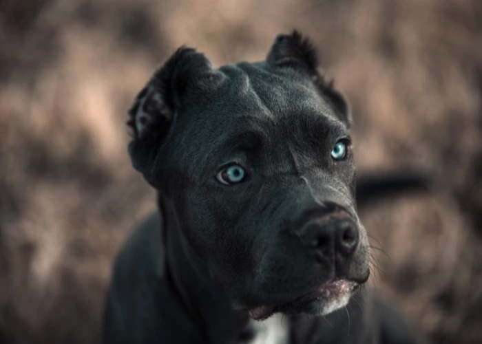 Americký bandog štěně s modrýma očima v přírodě.