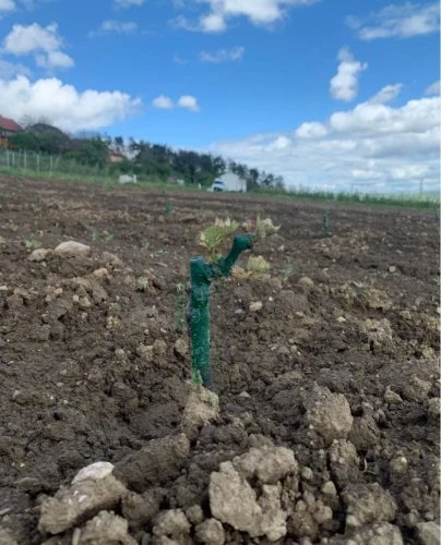 Mladá vinná réva vysazená do půdy s ochranným obalem.