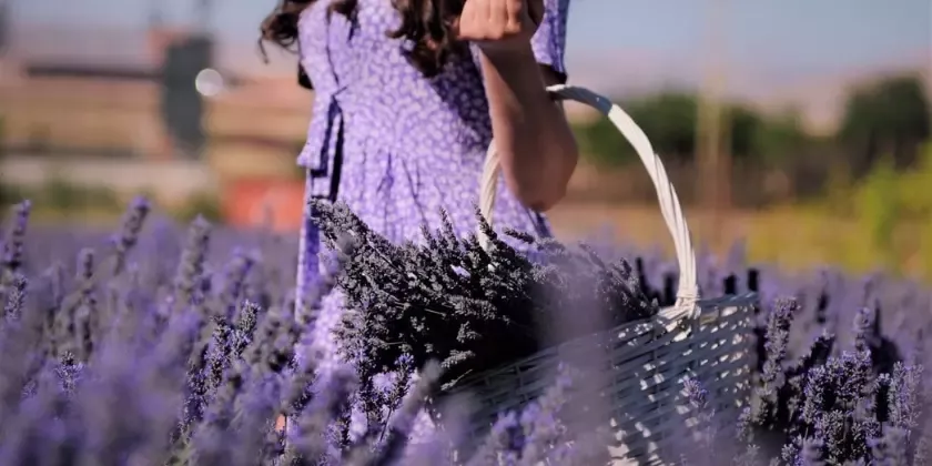 Žena sbírá levanduli do košíku na poli