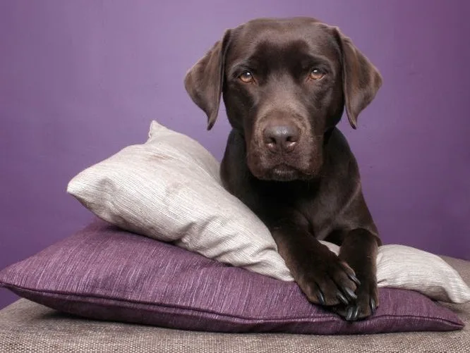 Čokoládový labrador leží na polštářích.