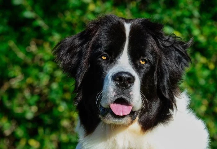 Portrét psa plemene Landseer s černobílou srstí.