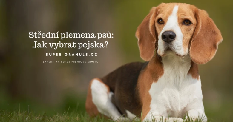 Béglík ležící na trávě, pohled do kamery