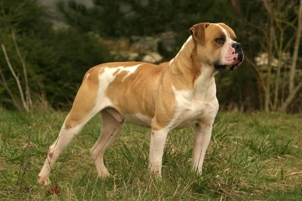 Buldoček boxer stojí na trávníku v přírodě.